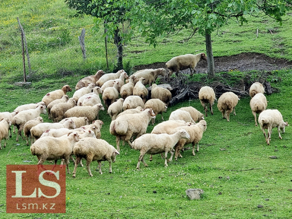 Галопом на экспорт: Казахстан увеличил продажи лошадей в Узбекистан, а овец – в Кыргызстан. Инфографика Галопом на экспорт: Казахстан увеличил продажи лошадей в Узбекистан, а овец – в Кыргызстан. Инфографика