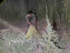 Искал скот, но попался с 40 кг марихуаны: мужчину задержали в Жамбылской области