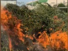 Более 70 тонн дикорастущей конопли уничтожили в Жамбылской области