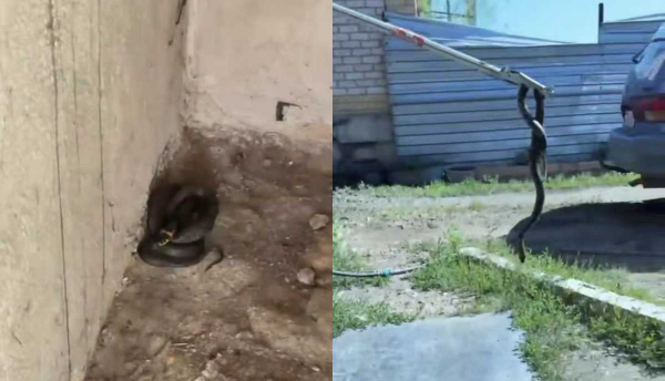 Опасный гость: змею обнаружили в частном доме в Астане
Опасный гость: змею обнаружили в частном доме в Астане