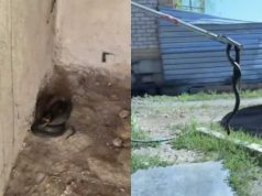 Опасный гость: змею обнаружили в частном доме в Астане