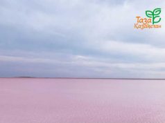 По поручению Президента озеро Көбейтұз получит охранный статус