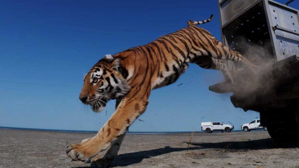 Тигра впервые за более чем 70 лет выпустили в дикую природу Казахстана
Тигра впервые за более чем 70 лет выпустили в дикую природу Казахстана