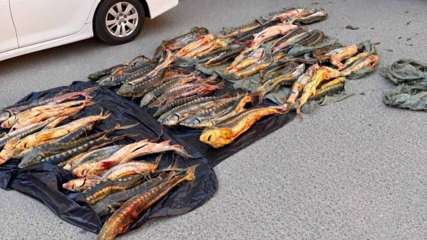Более 250 кг осетровых рыб обнаружили в багажнике авто в Актау
Более 250 кг осетровых рыб обнаружили в багажнике авто в Актау
