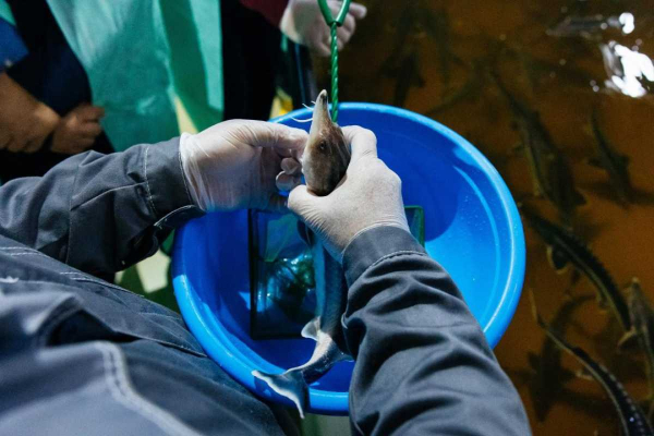 В Атырауской области наращивают объемы вылова и экспорта рыбной продукции
В Атырауской области наращивают объемы вылова и экспорта рыбной продукции